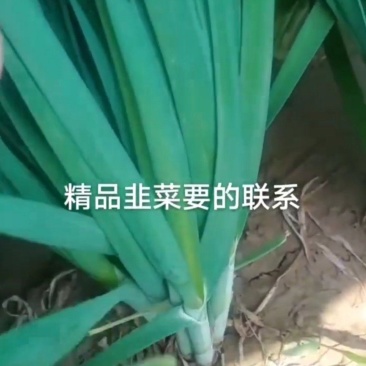 河北邯郸精品韭菜大量上市自己种植，长期有货，量大从优