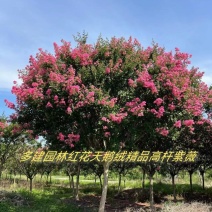 红花紫薇