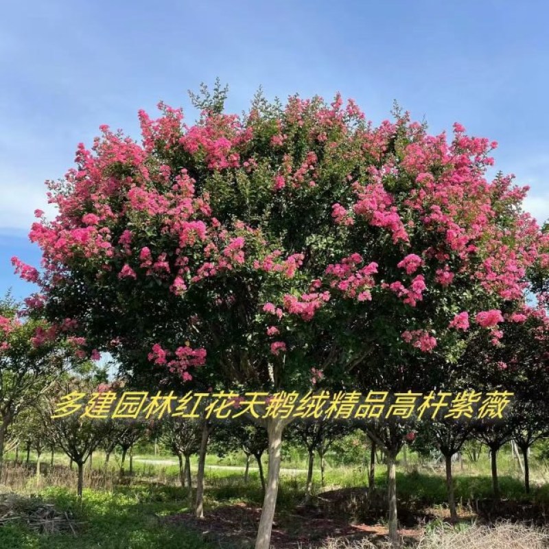 红花紫薇