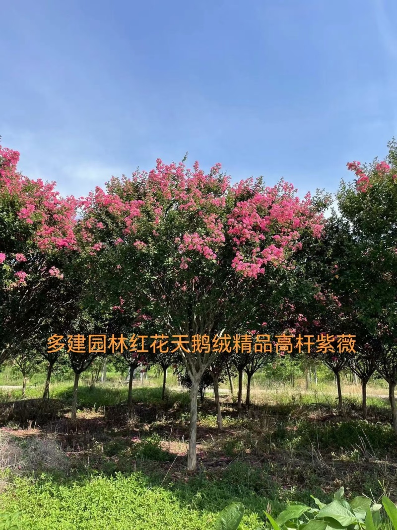 红花紫薇
