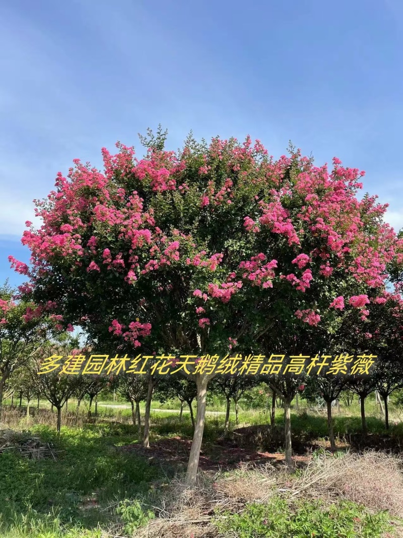 红花紫薇