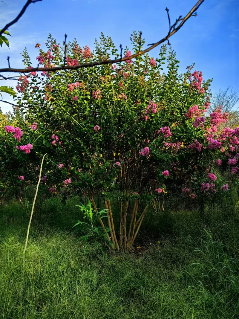 红花紫薇