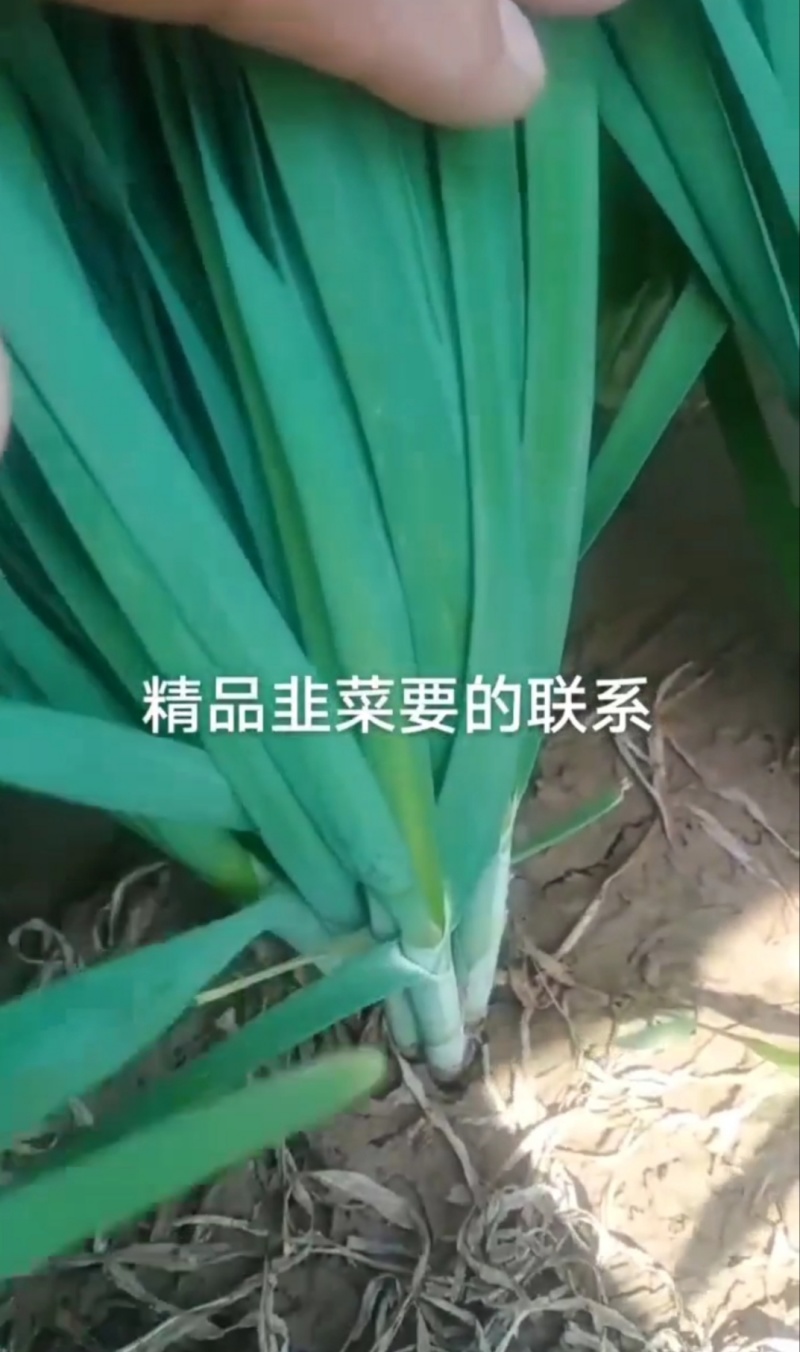 河北邯郸精品韭菜大量上市自己种植，长期有货，量大从优