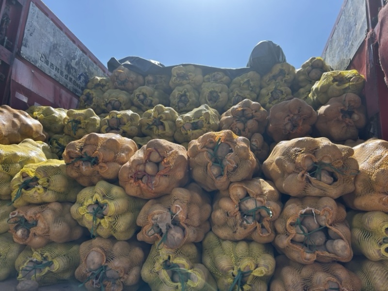 土豆山西大量供应荷兰沃土