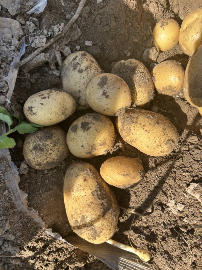 土豆山西大量供应荷兰沃土