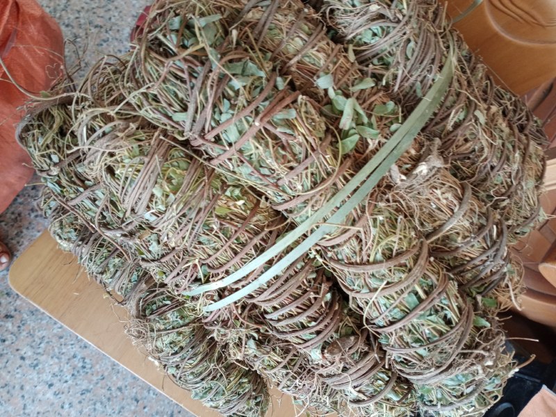 野生鸡骨草