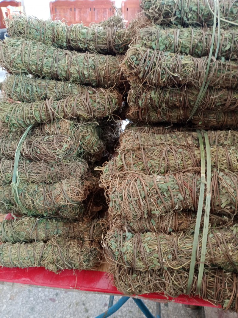 野生鸡骨草