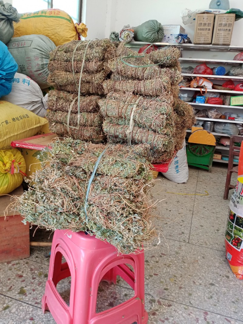 野生鸡骨草