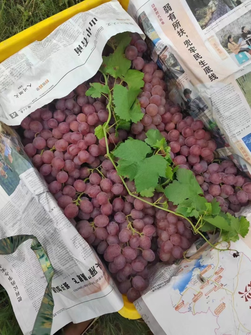 广西桂林红提葡萄