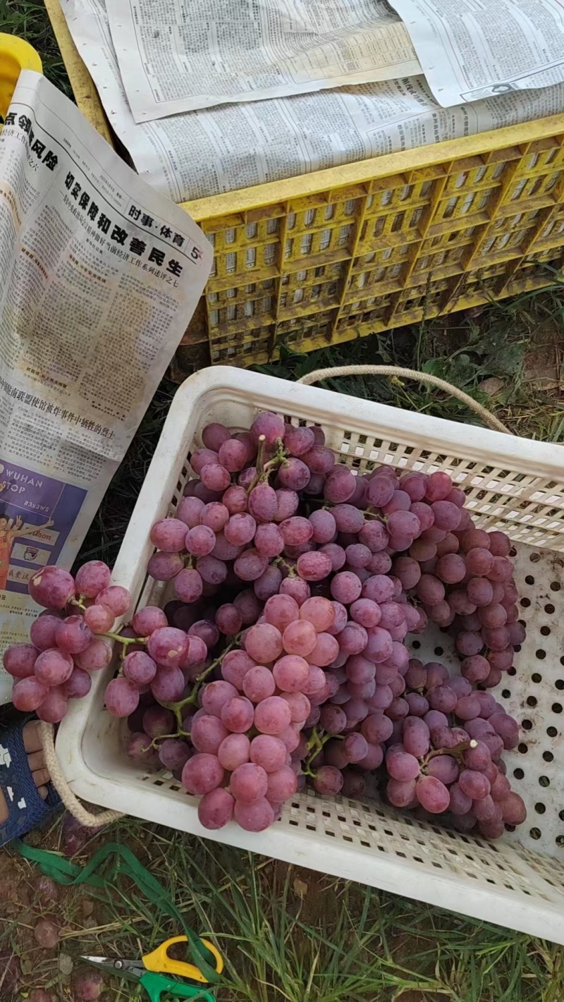 广西桂林红提葡萄