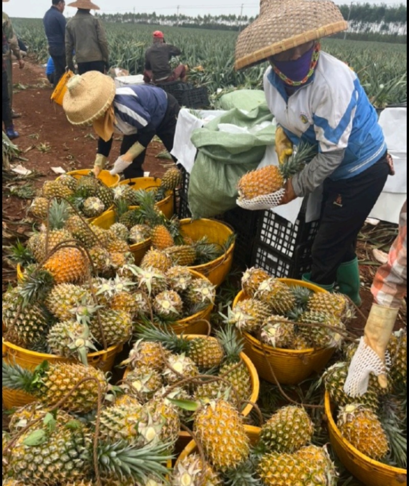 徐闻菠萝产地直供