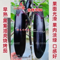 香烤9286烧烤茄种子四川龙盛黑紫棒形茄子种子早熟淡绿肉