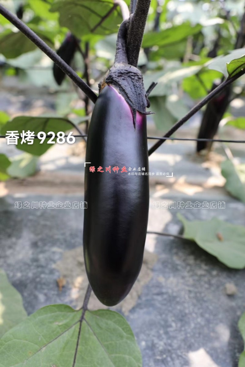 香烤9286烧烤茄种子四川龙盛黑紫棒形茄子种子早熟淡绿肉