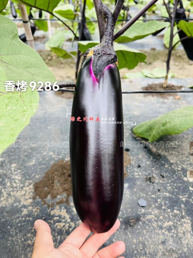 香烤9286烧烤茄种子四川龙盛黑紫棒形茄子种子早熟淡绿肉