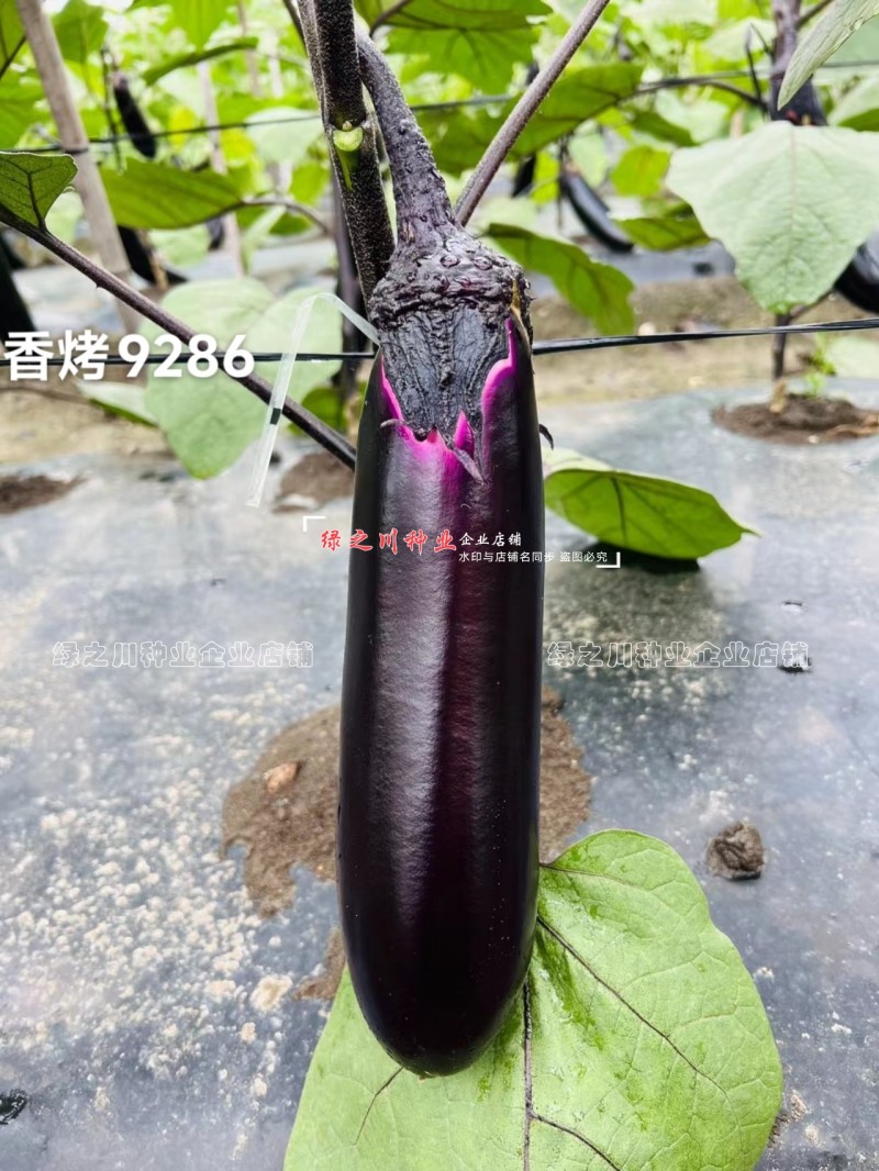 香烤9286烧烤茄种子四川龙盛黑紫棒形茄子种子早熟淡绿肉