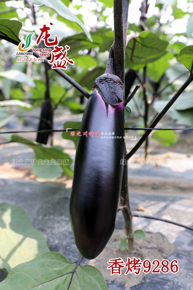 香烤9286烧烤茄种子四川龙盛黑紫棒形茄子种子早熟淡绿肉