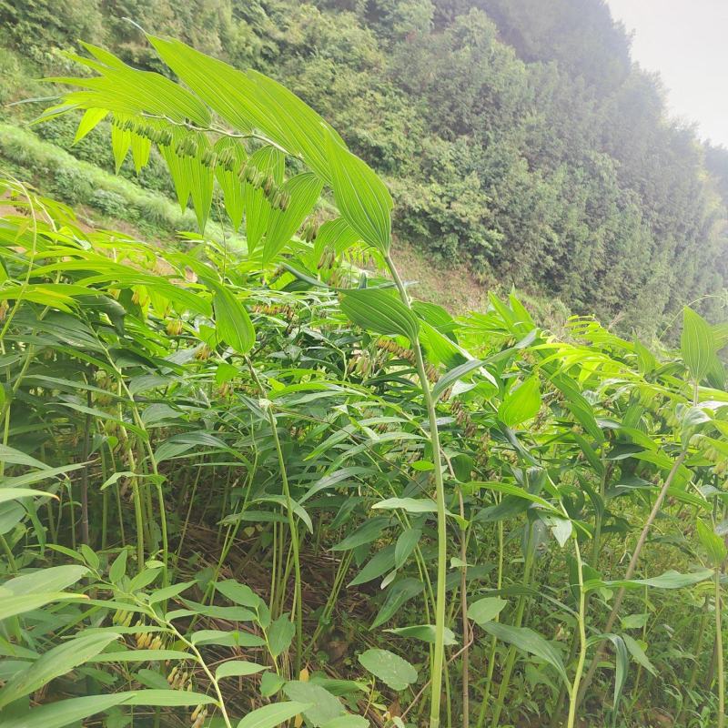 黄精