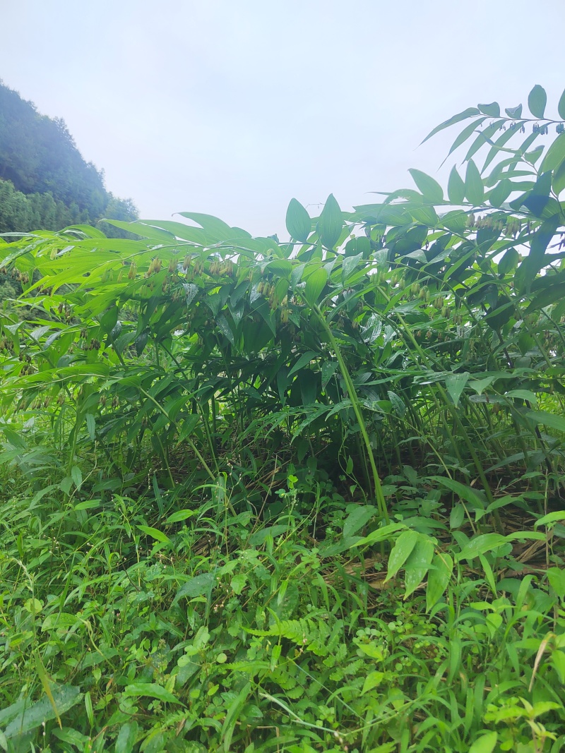 黄精