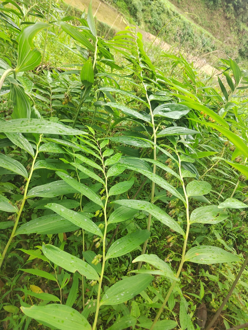 黄精
