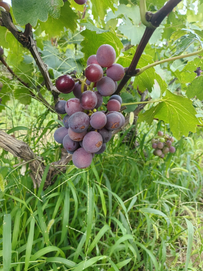 乾陵稀拉串葡萄