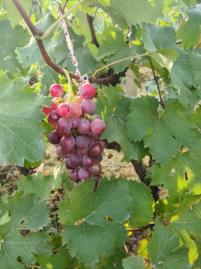 乾陵稀拉串葡萄