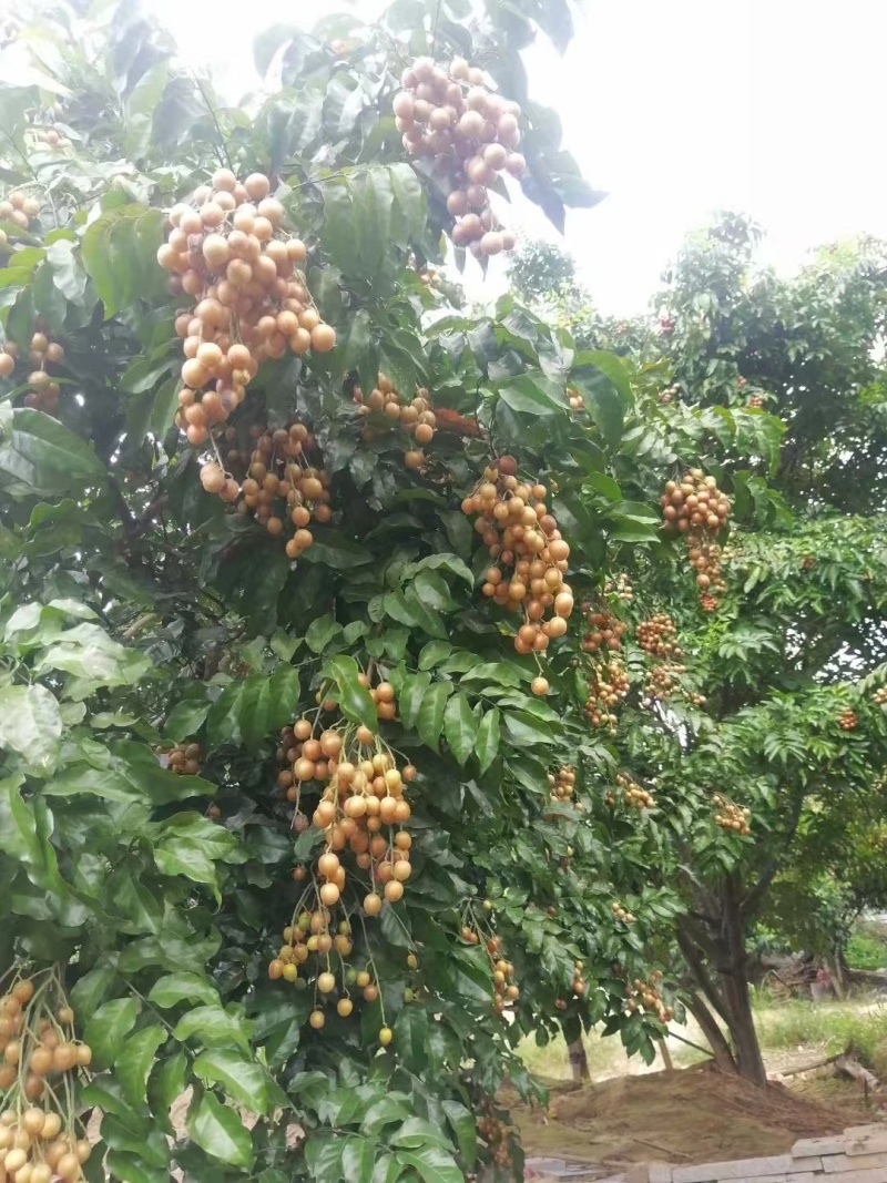 广西桂林产地鸡心黄皮，无籽黄皮，黑金刚大量上市了