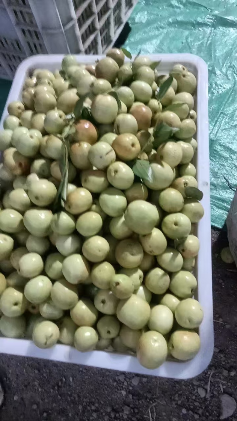 枣脆王（山东脆枣）对接各大电商社区团购平台一件代发