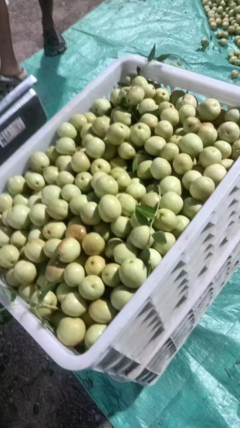 枣脆王（山东脆枣）对接各大电商社区团购平台一件代发