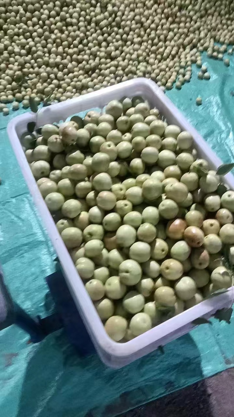 枣脆王（山东脆枣）对接各大电商社区团购平台一件代发
