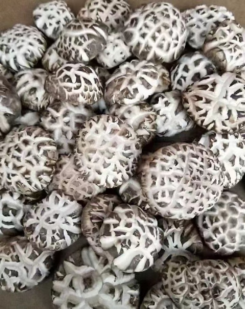 湖北白花菇随州产地一手好货规格全对接各级客商按需配