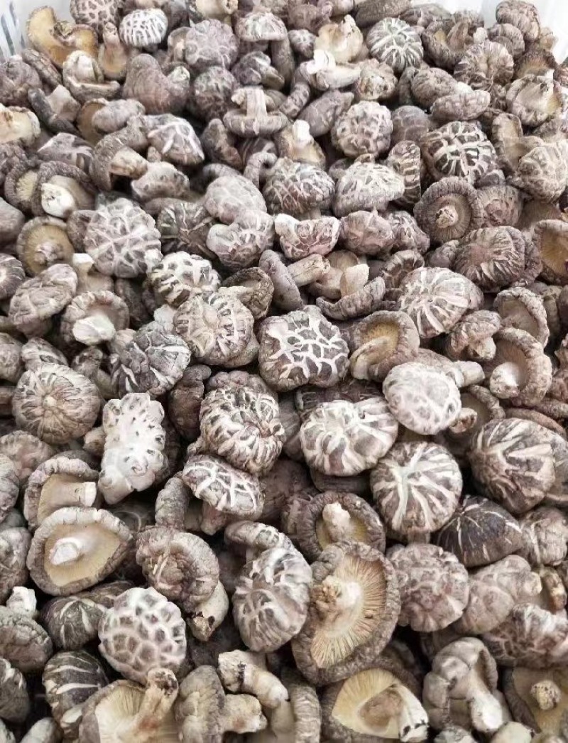 湖北白花菇随州产地一手好货规格全对接各级客商按需配