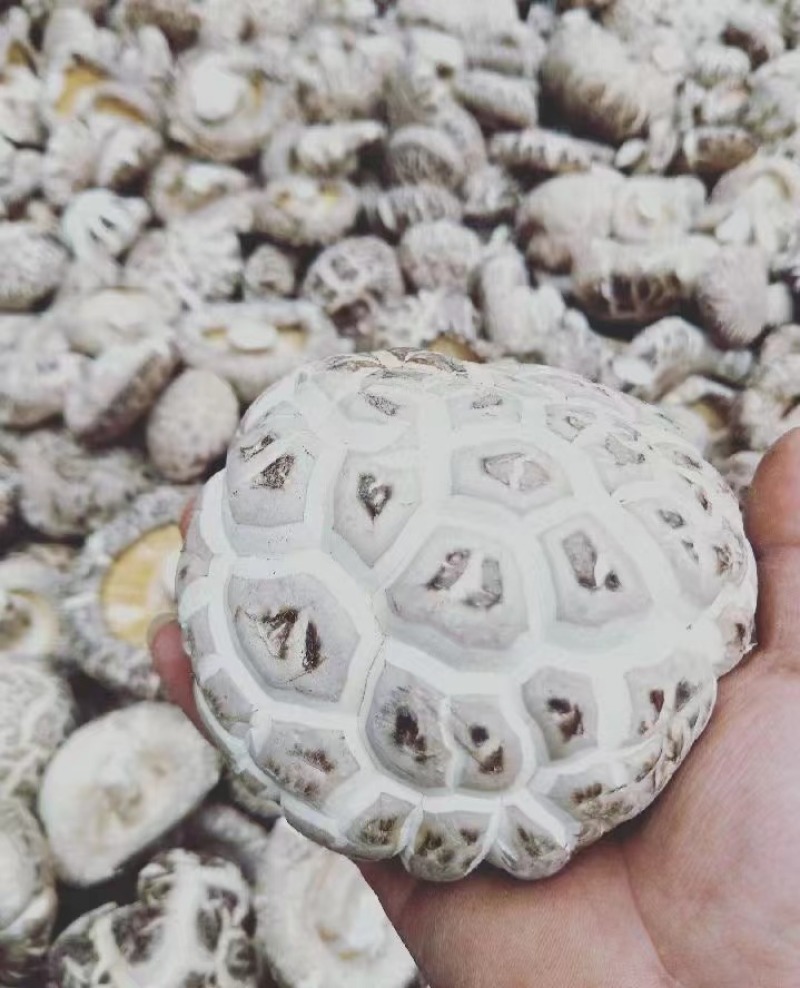 湖北白花菇随州产地一手好货规格全对接各级客商按需配