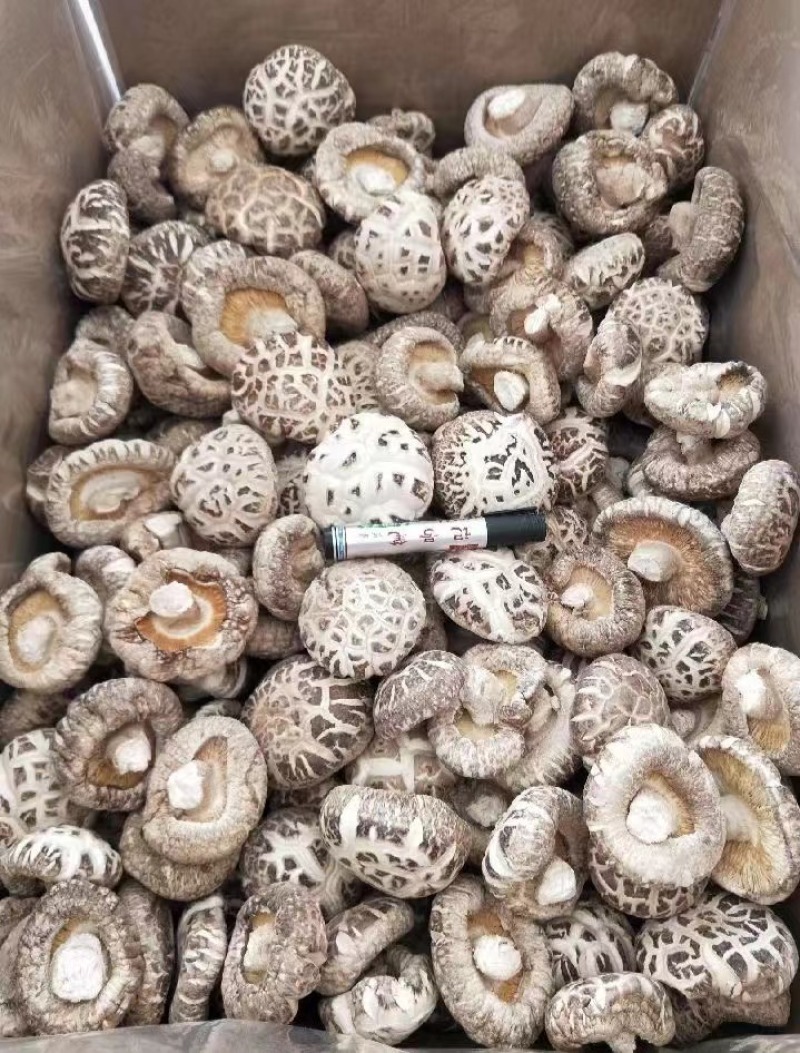 湖北白花菇随州产地一手好货规格全对接各级客商按需配