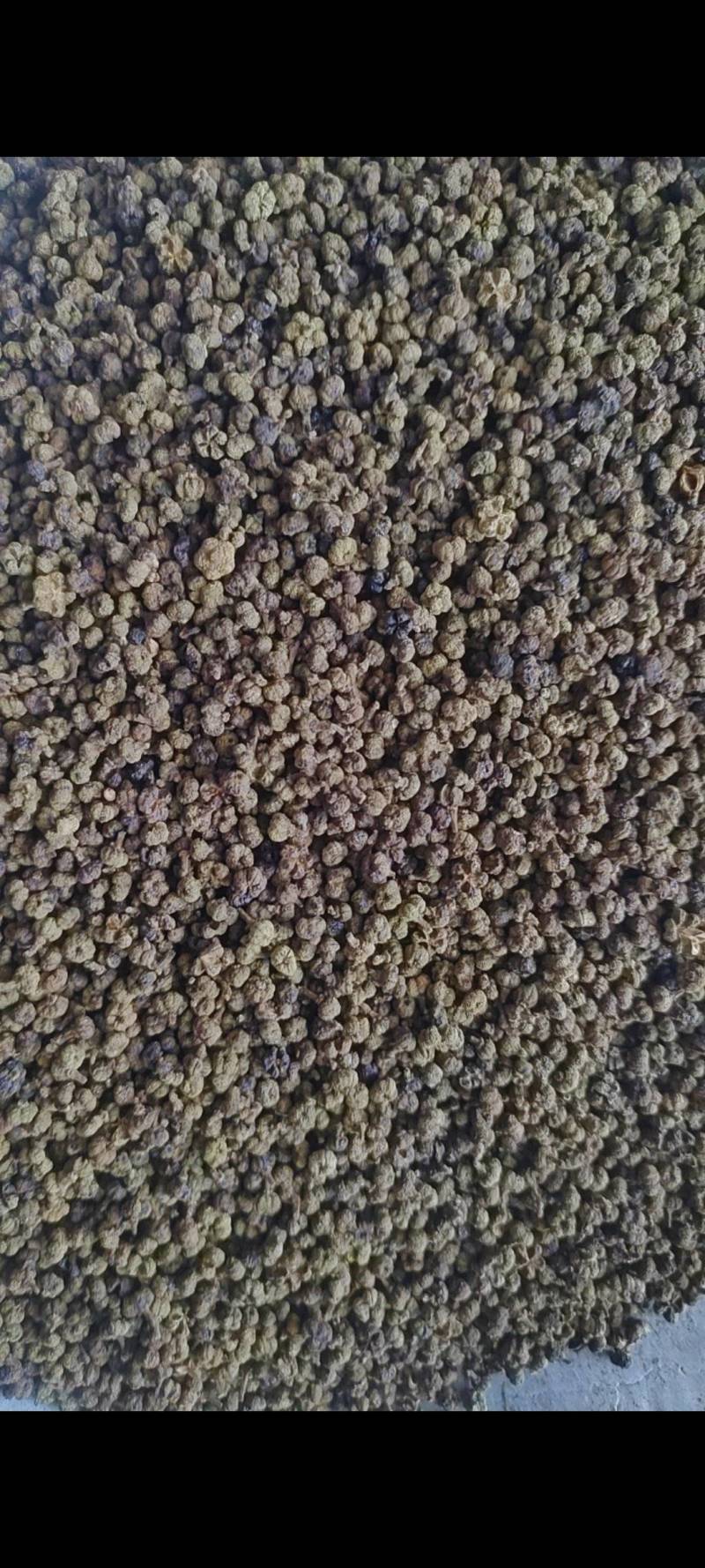 吴茱萸干净无杂质微信联系更优惠