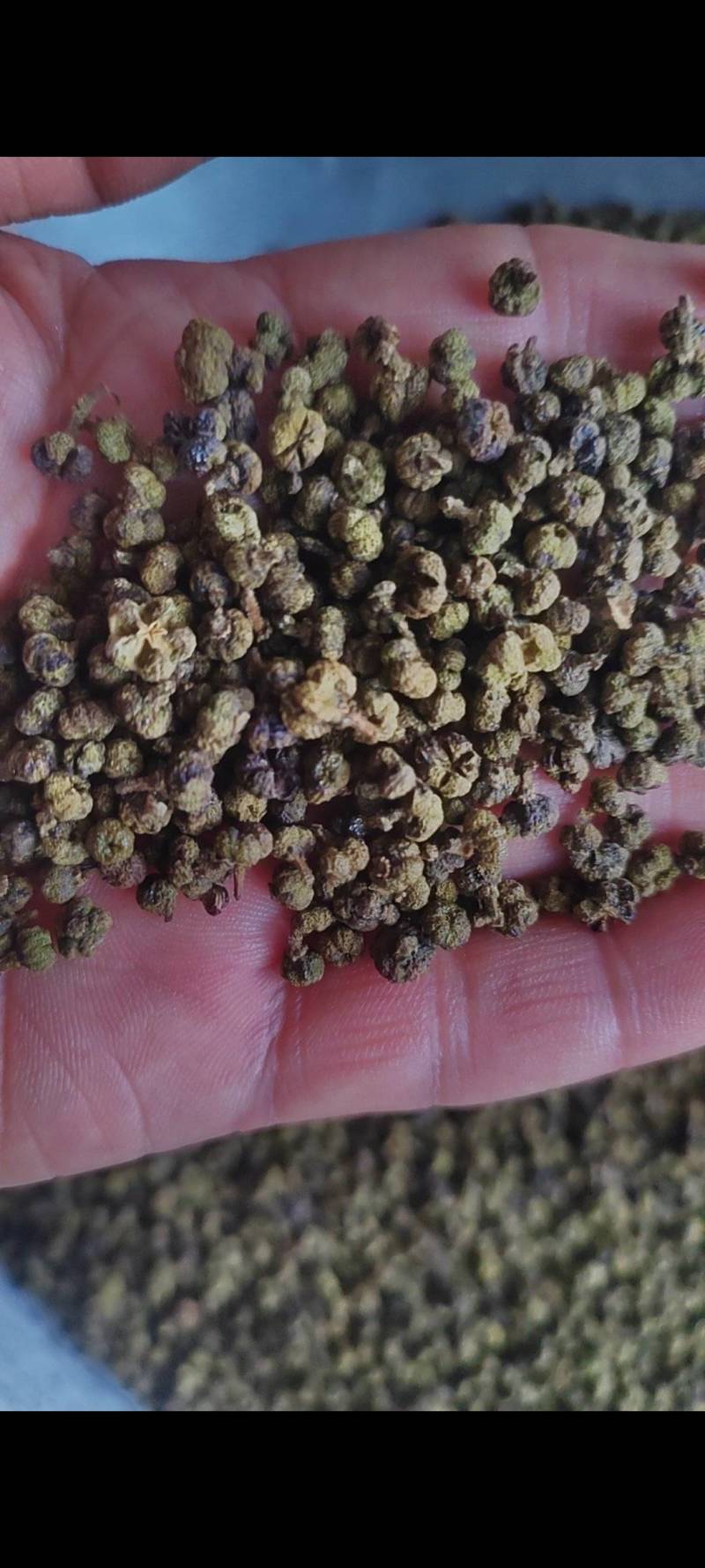 吴茱萸干净无杂质微信联系更优惠