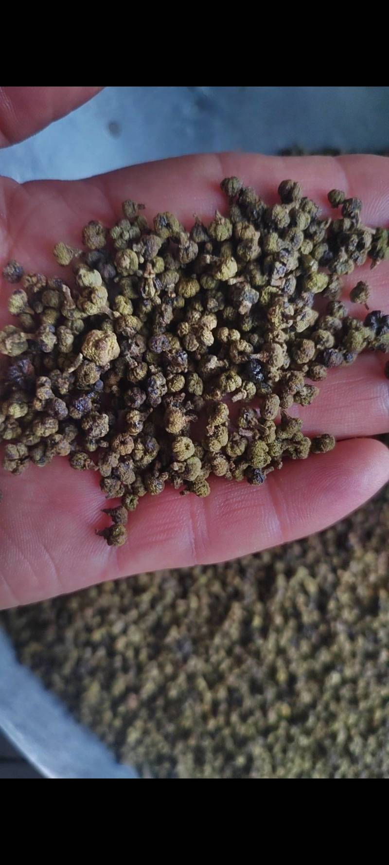 吴茱萸干净无杂质微信联系更优惠