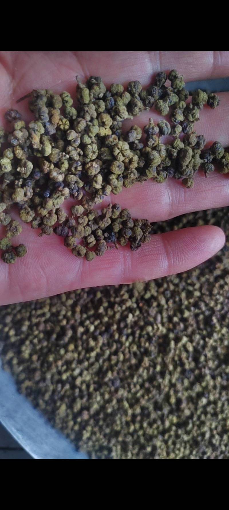 吴茱萸干净无杂质微信联系更优惠