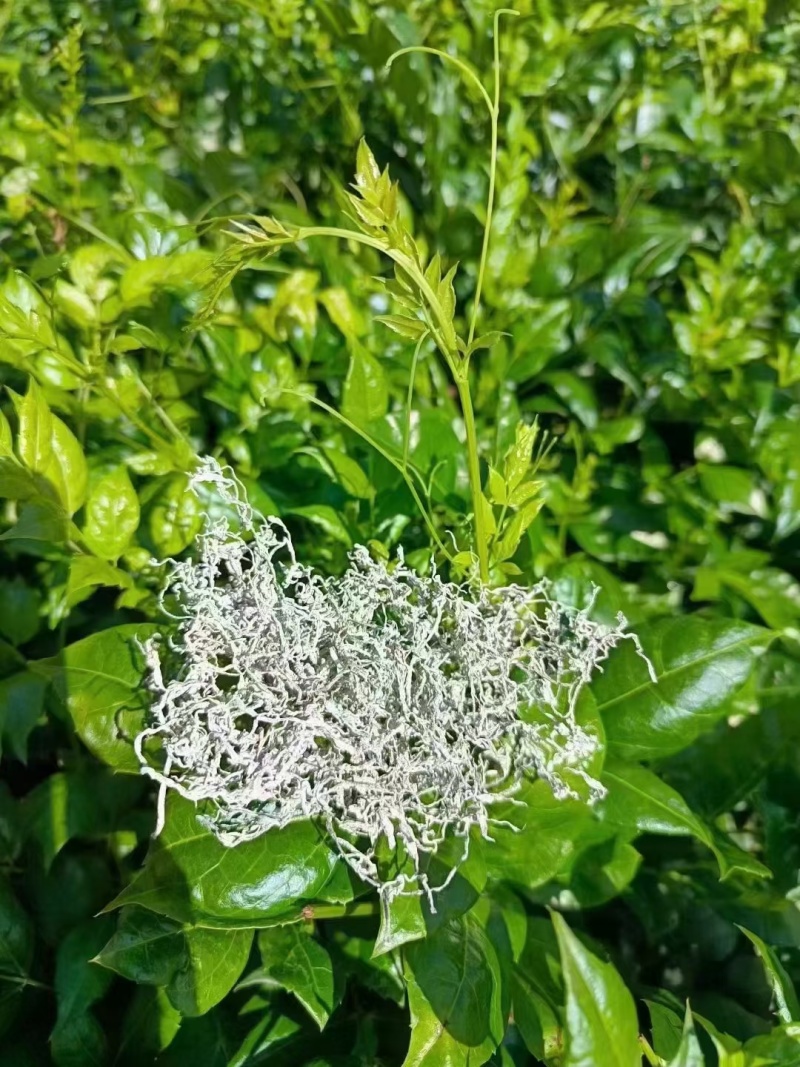 今年应为天气干旱导致莓茶产量大减，要存货的老板抓紧时间哟