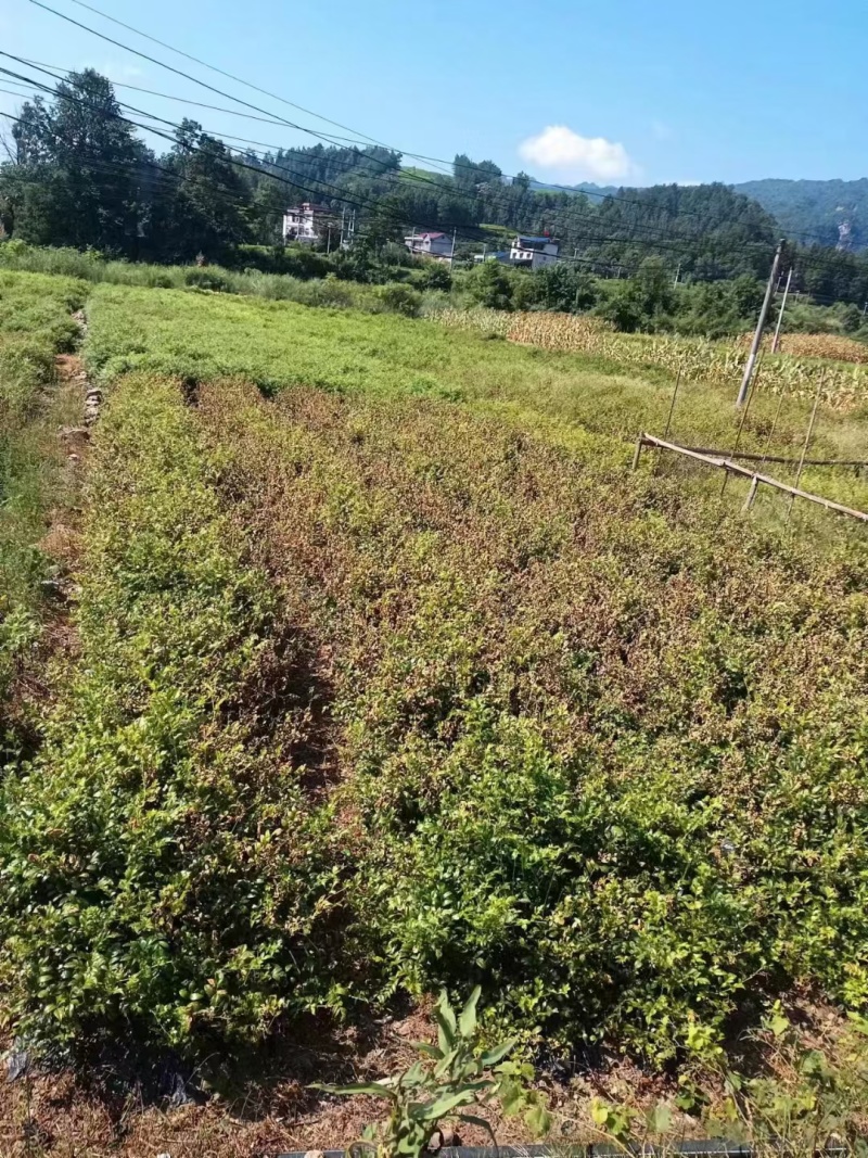 今年应为天气干旱导致莓茶产量大减，要存货的老板抓紧时间哟