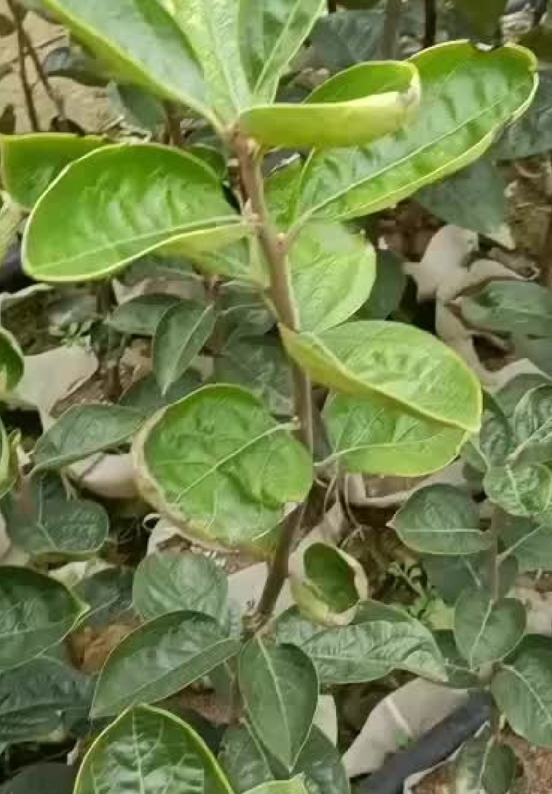 广西桂林产地恭城脆柿，太秋甜柿，七月黄杯苗大量出货