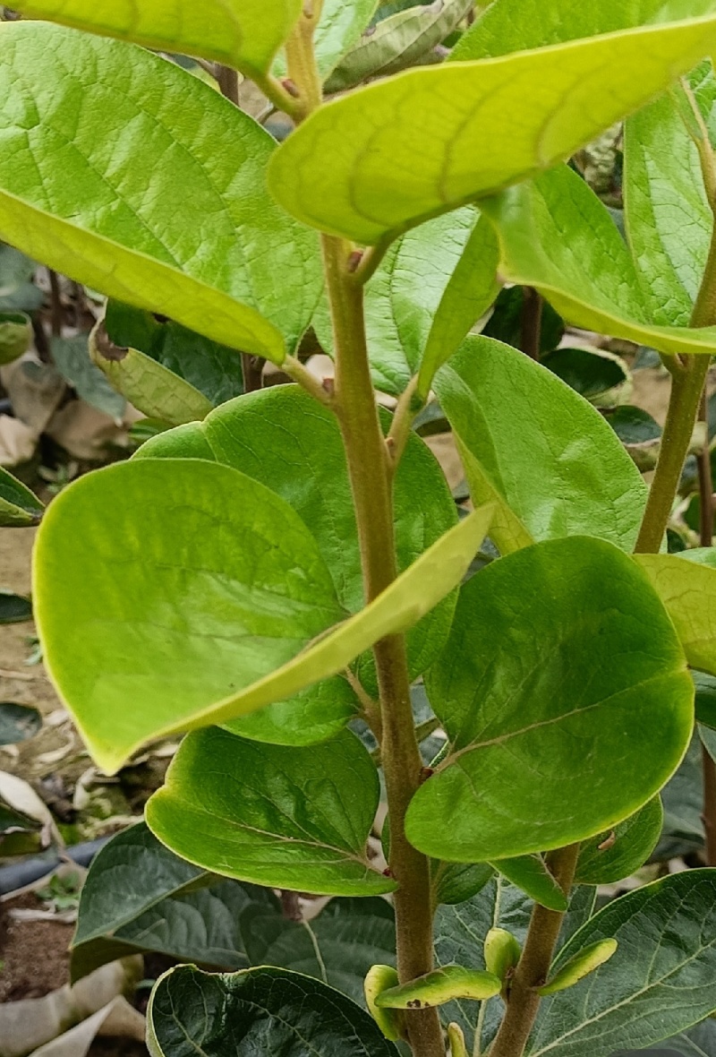 广西桂林产地恭城脆柿，太秋甜柿，七月黄杯苗大量出货