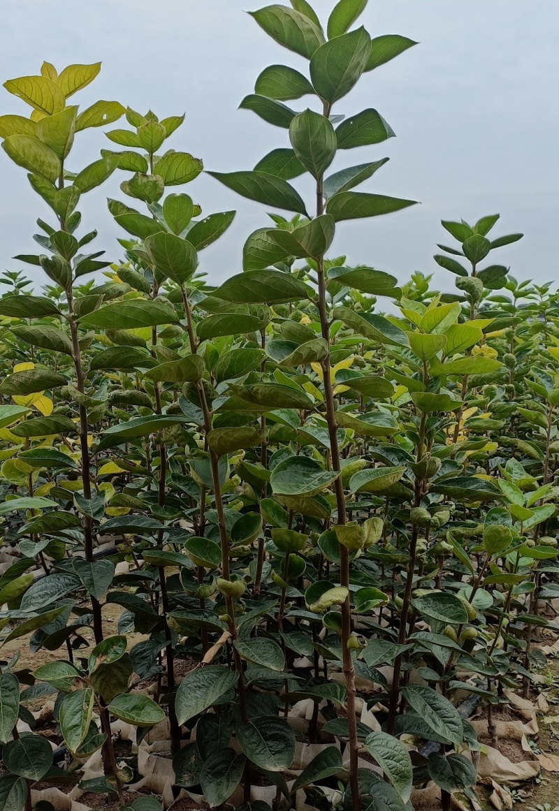 广西桂林产地恭城脆柿，太秋甜柿，七月黄杯苗大量出货