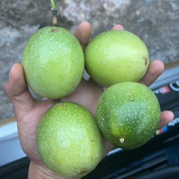 钦蜜9号百香果