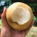 精品圆黄梨晚秋黄梨大量上市产地直供