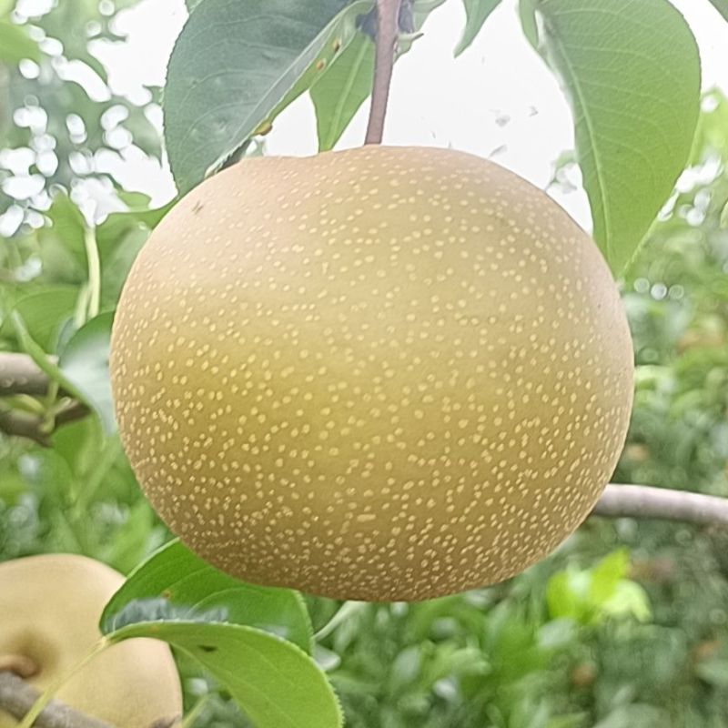 精品圆黄梨晚秋黄梨大量上市产地直供