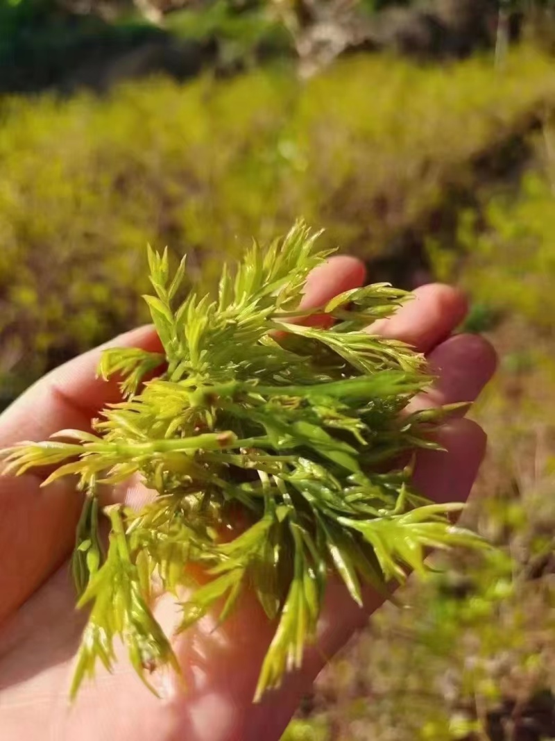 今年应为天气干旱导致莓茶产量大减，要存货的老板抓紧时间哟