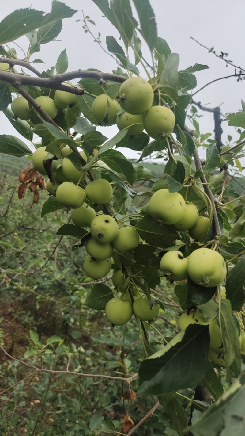 大量供应雹伤青沙果(残果)