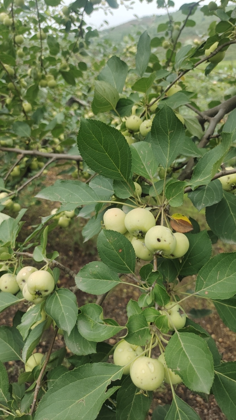 大量供应雹伤青沙果(残果)