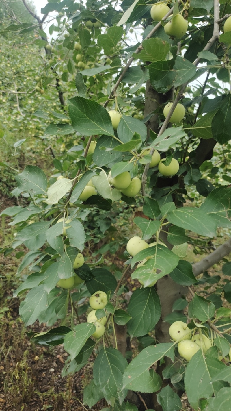 大量供应雹伤青沙果(残果)