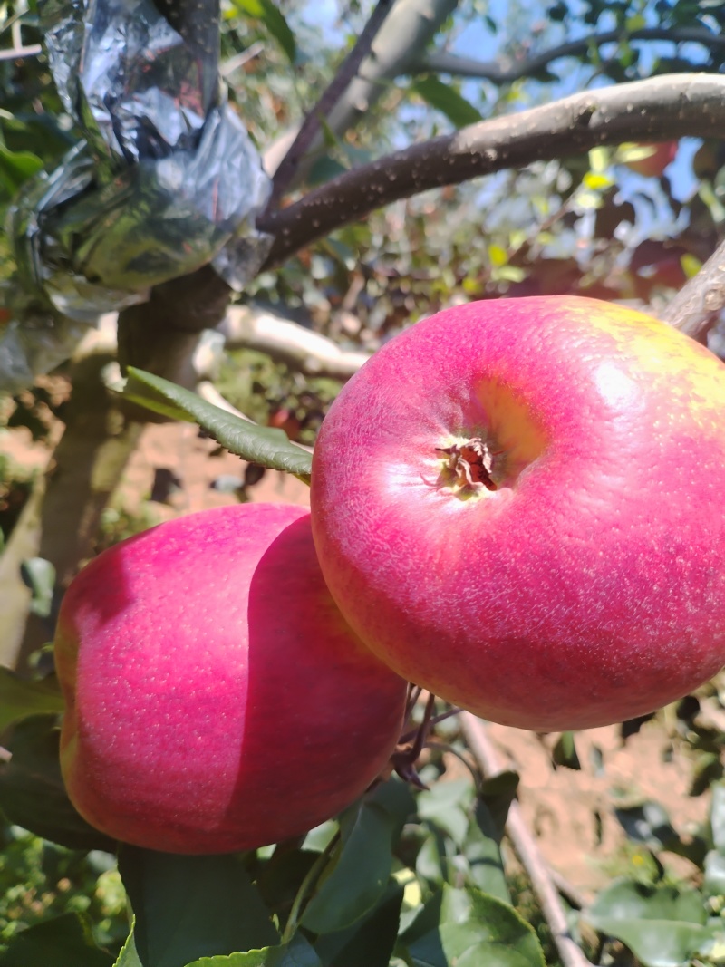 云南昭通华硕苹果色泽光艳产地直发大量供应承接电商团